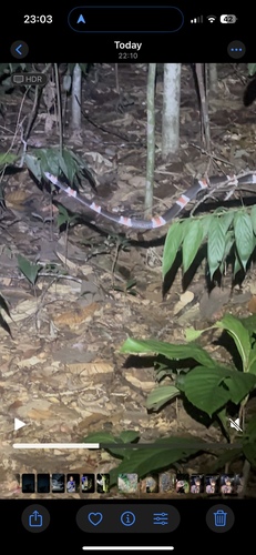 Amazon Banded Snake