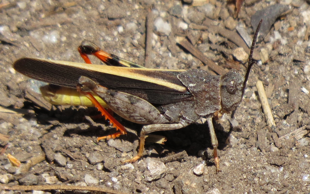 Agymnastus