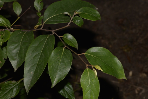 Cryptocarya rigida Meisn.