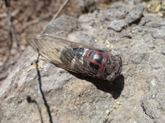 Cornuplura rudis