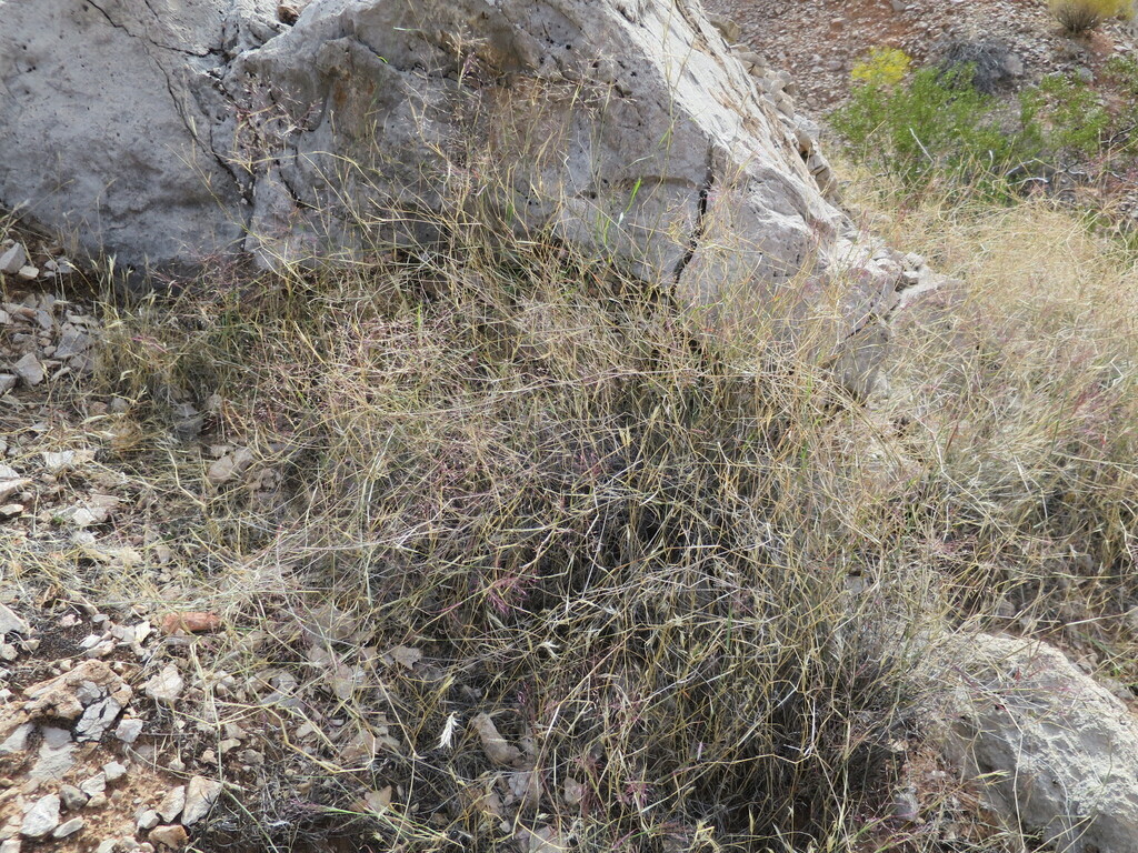 Bush Muhly from Clark County, NV, USA on October 8, 2016 at 11:23 AM by ...