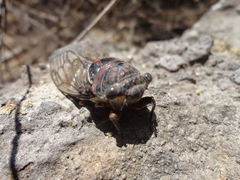 Cornuplura rudis
