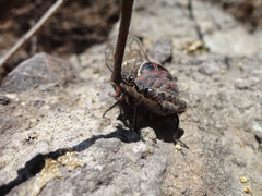Cornuplura rudis