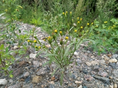 Senecio dubitabilis