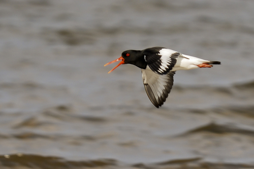 Eurasian Oystercatcher, photo 9 of 10