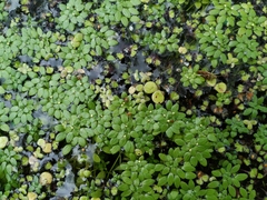 Callitriche cophocarpa