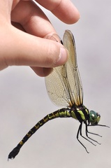Polycanthagyna melanictera