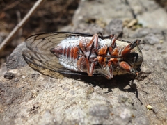 Cornuplura rudis