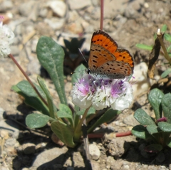 Lycaena cupreus