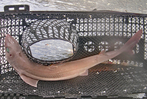 Squalus, 2006-10-22