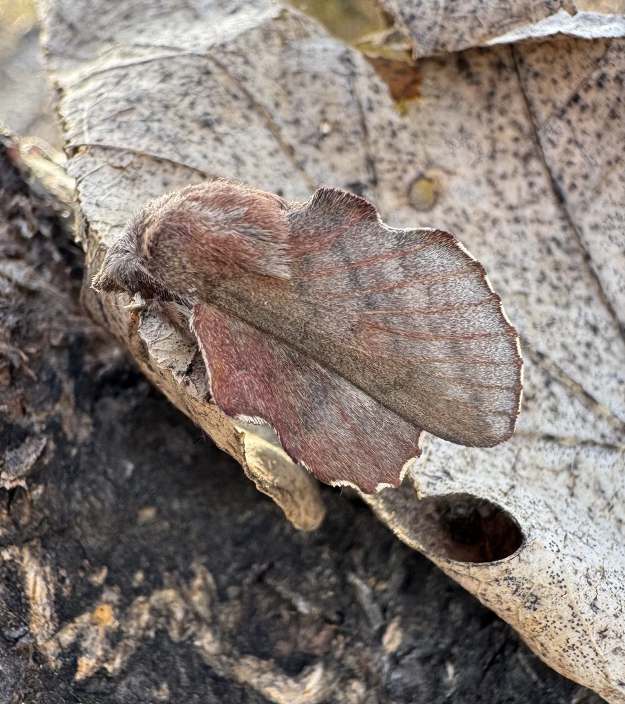 Phyllodesma joannisi