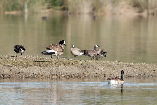 iNaturalist observation photo of Cackling Goose