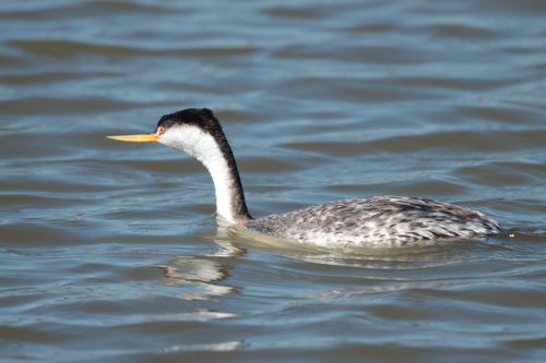 iNaturalist observation photo of Clark's Grebe