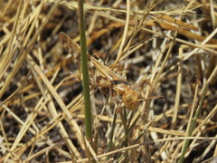 Dissosteira spurcata