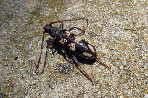 Phoracantha flavopicta