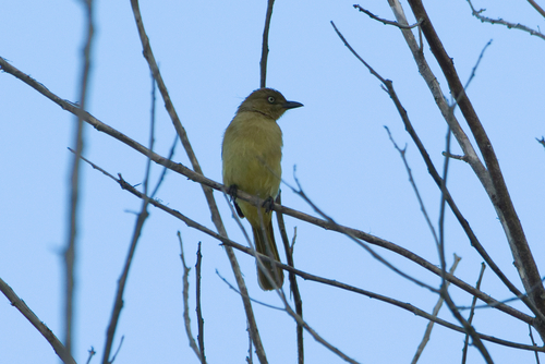 iNaturalist image