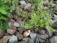 Galium tricornutum
