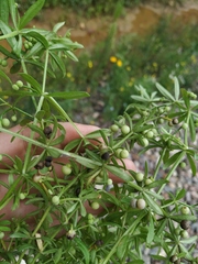 Galium tricornutum