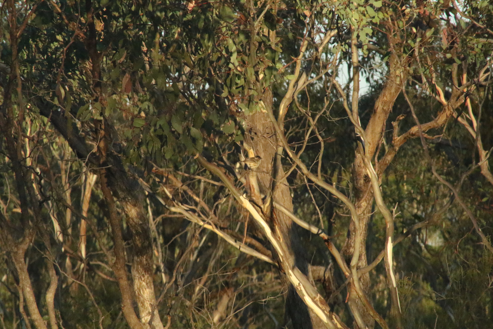Speckled Warbler (Pyrrholaemus sagittatus), photo 4