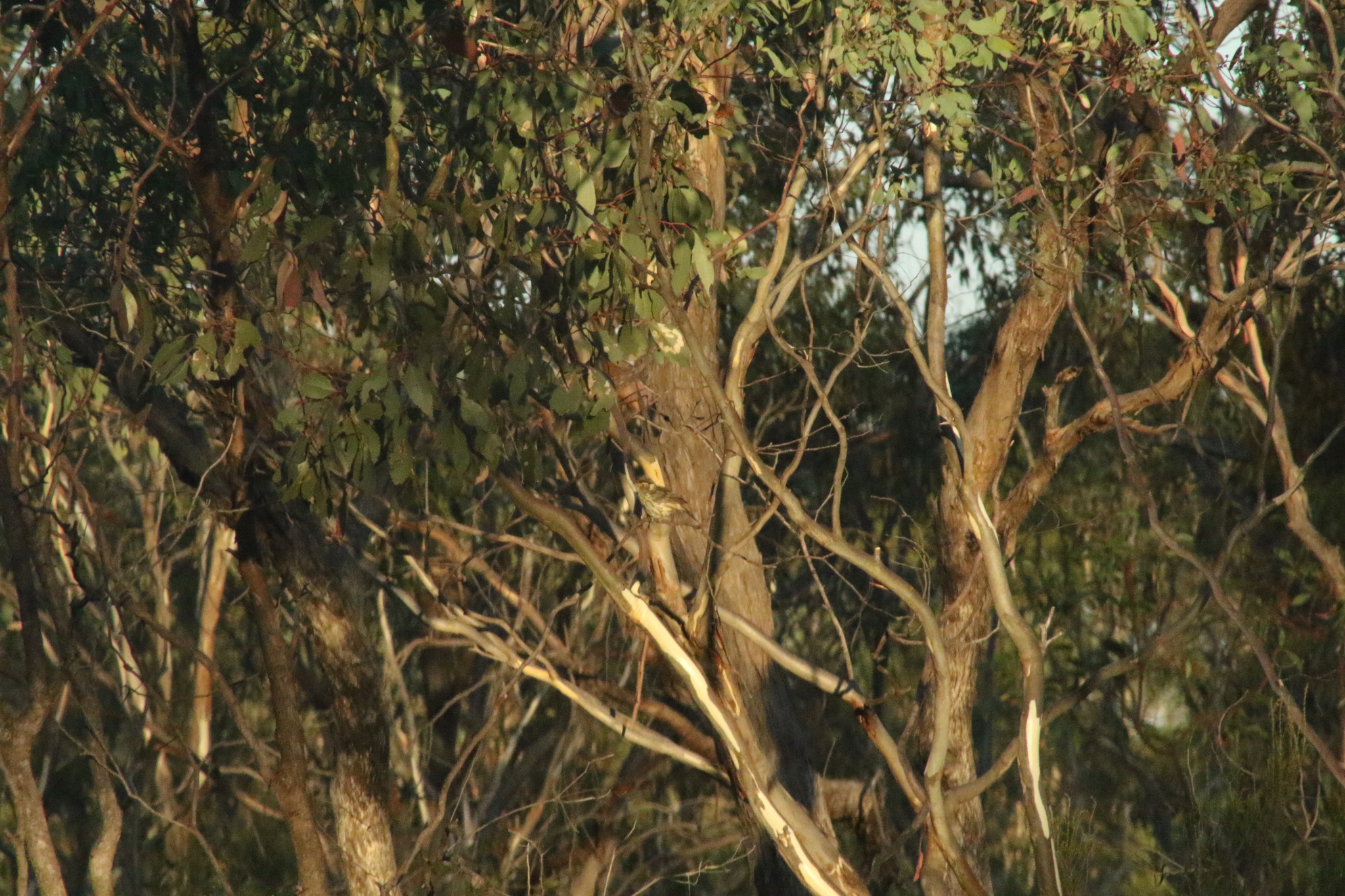 Speckled Warbler (Pyrrholaemus sagittatus), photo 6