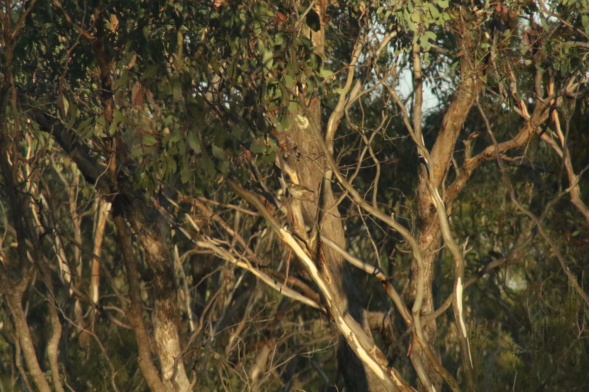 Speckled Warbler (Pyrrholaemus sagittatus), photo 5