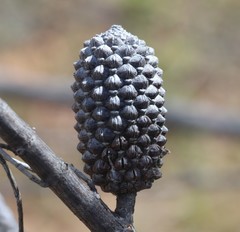 Allocasuarina campestris