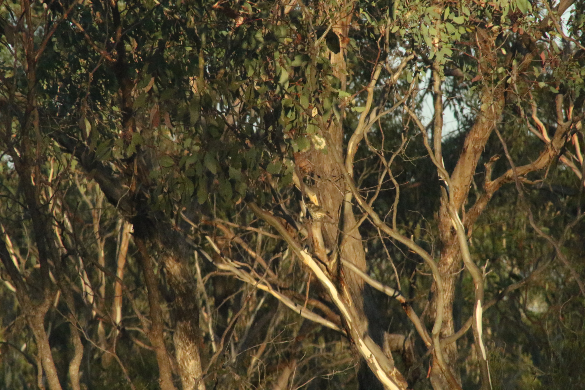 Speckled Warbler (Pyrrholaemus sagittatus), photo 7