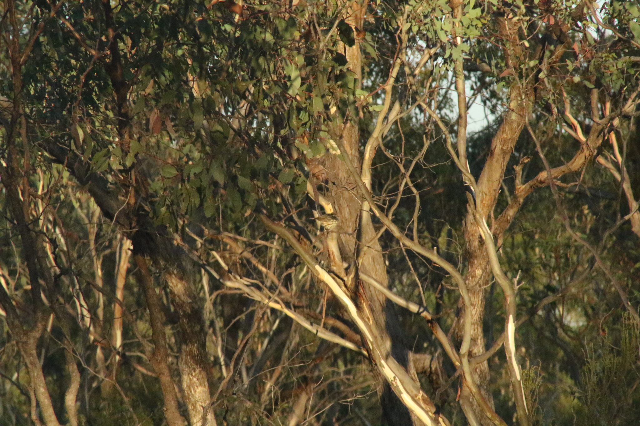 Speckled Warbler (Pyrrholaemus sagittatus), photo 8