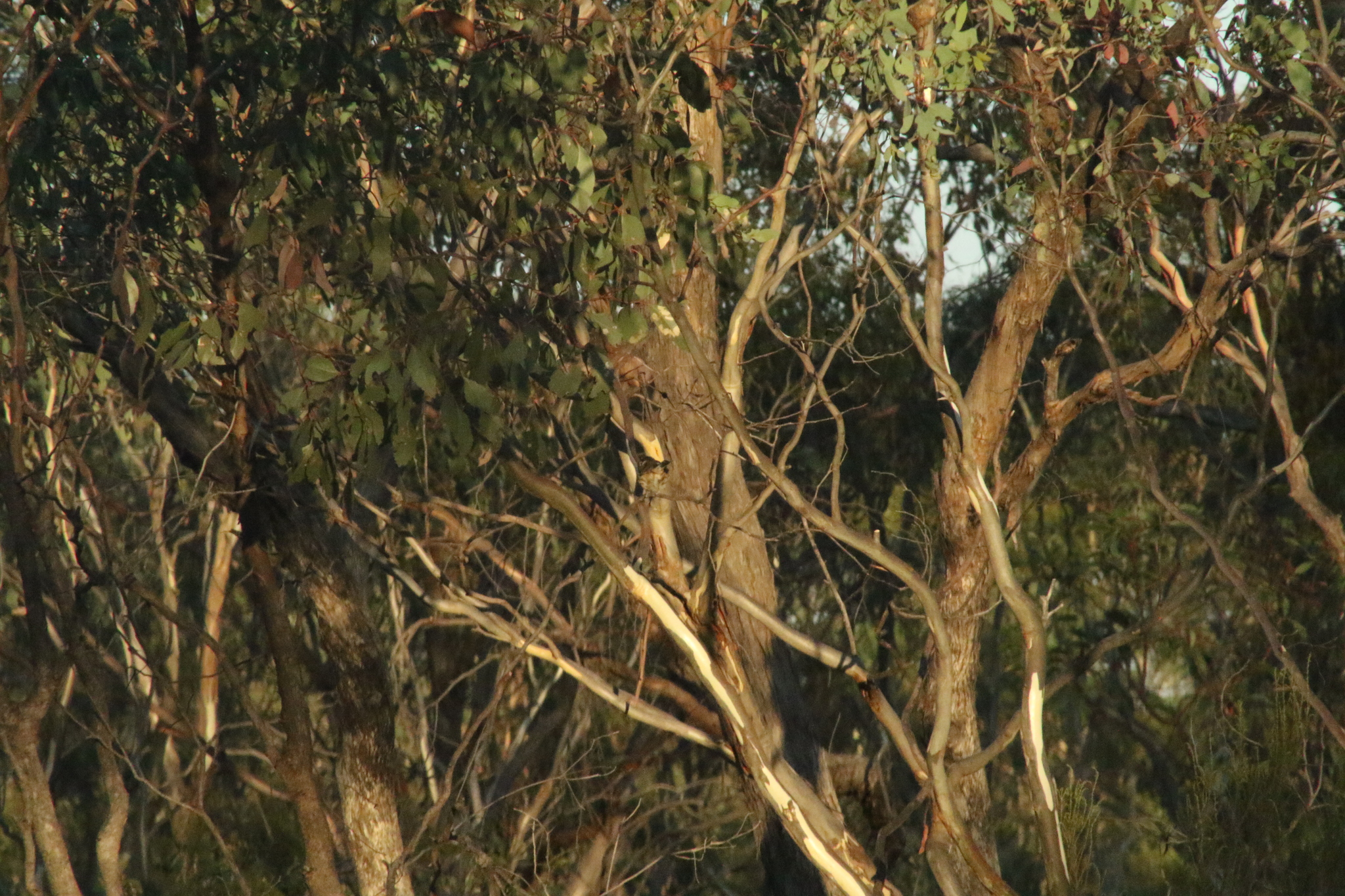 Speckled Warbler (Pyrrholaemus sagittatus), photo 9