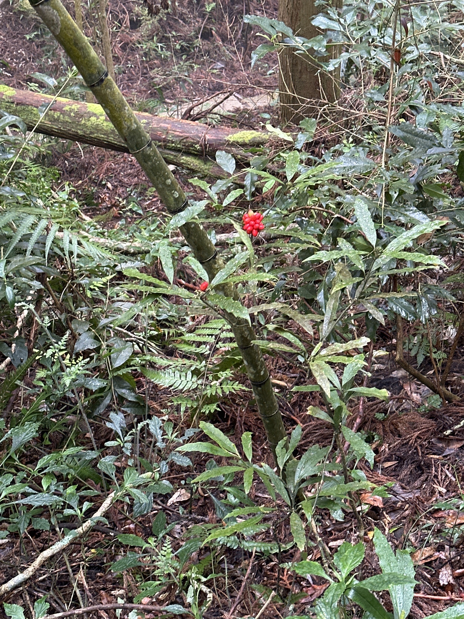 Imagem de Aucuba-japônica
