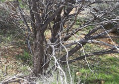 Allocasuarina campestris
