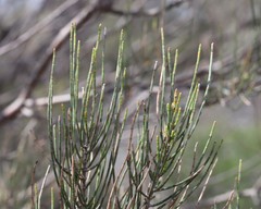 Allocasuarina campestris