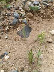 Panicum miliaceum ruderale