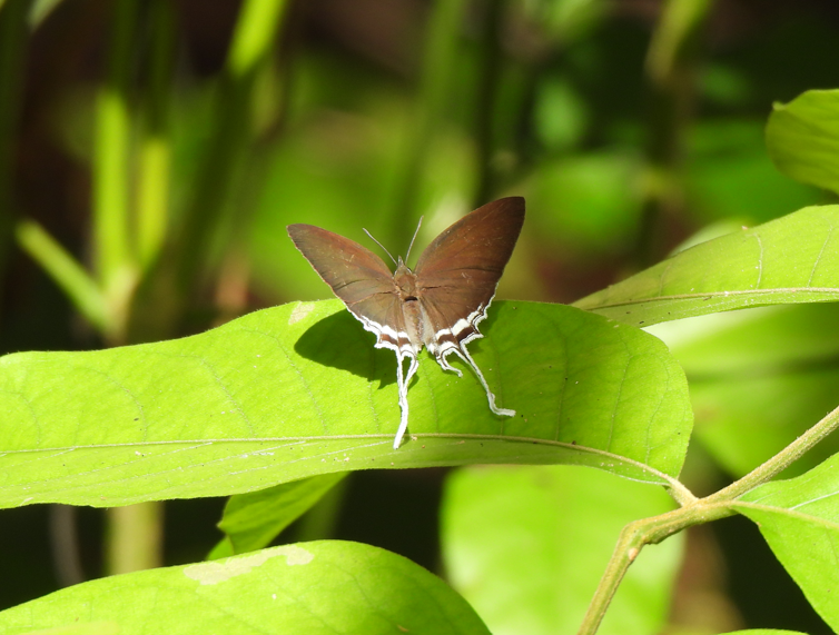 Common Imperial (Cheritra freja)