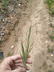 Panicum miliaceum ruderale
