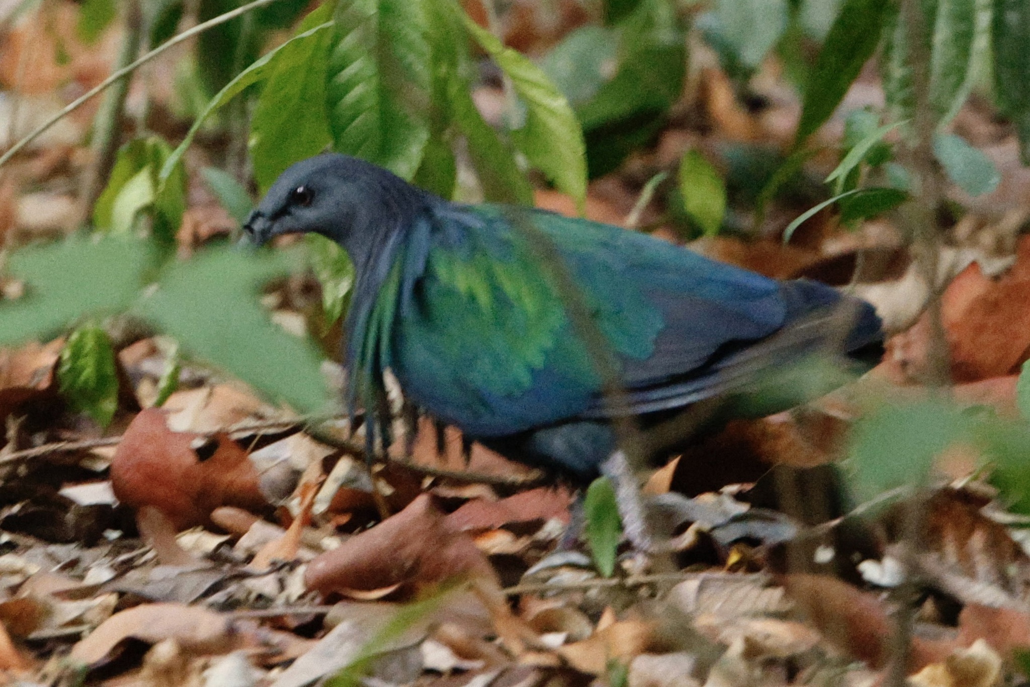 Nicobar Pigeon