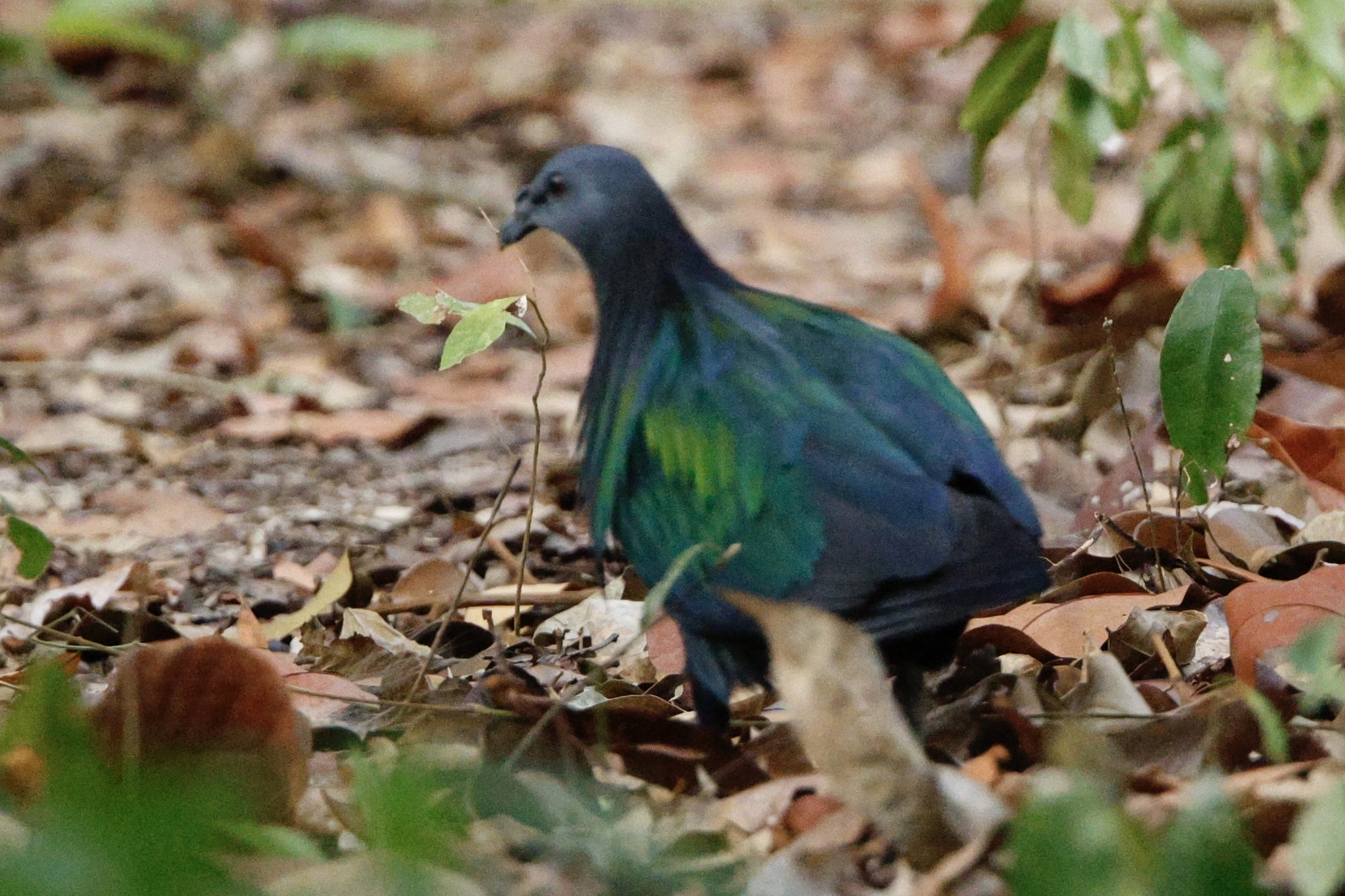 Nicobar Pigeon