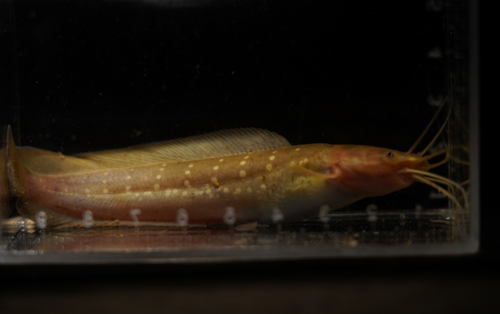 Teijsmann's walking catfish (Clarias teijsmanni) — Clariidae — 5