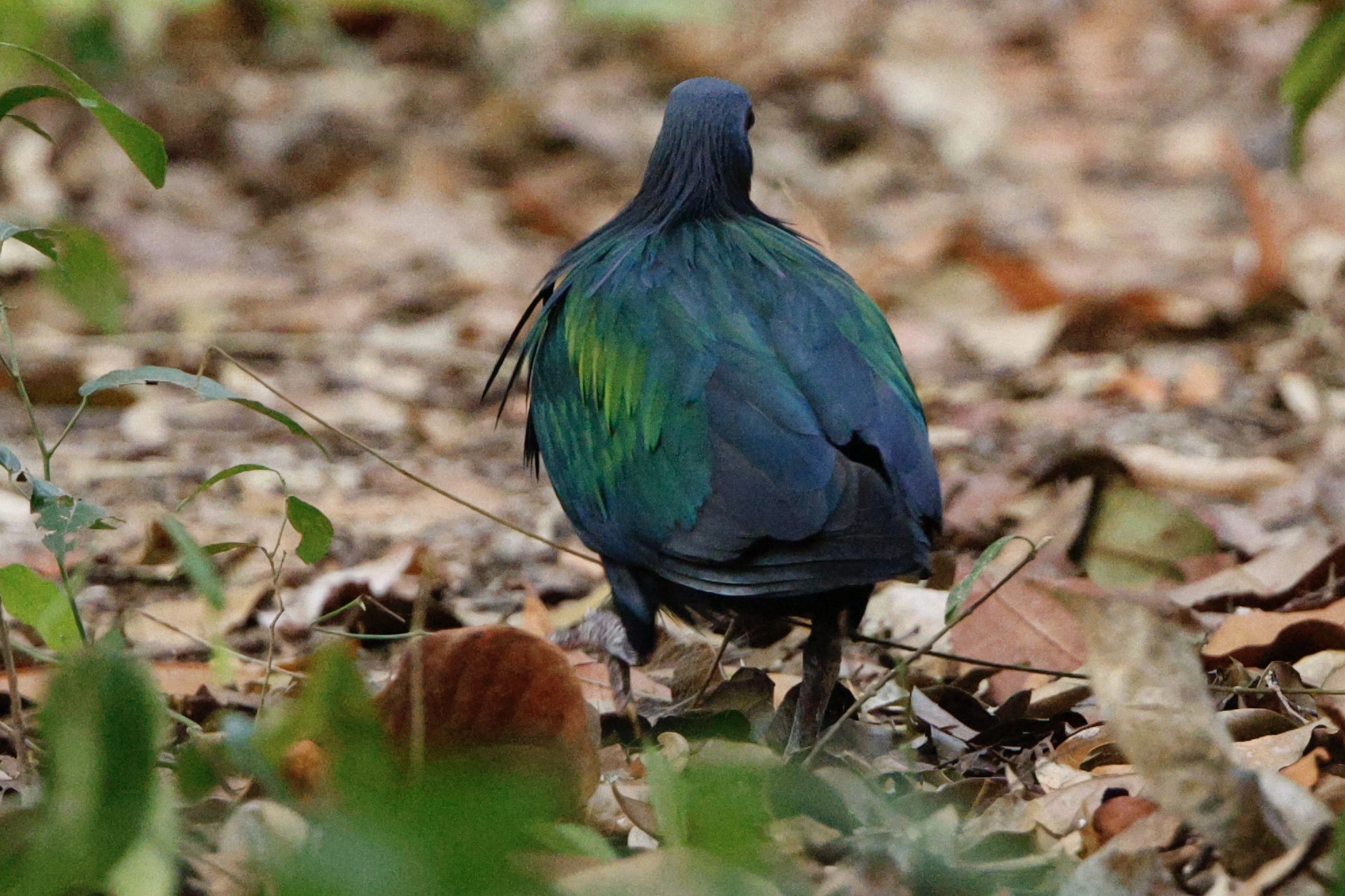 Nicobar Pigeon