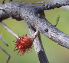 Allocasuarina campestris