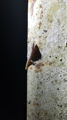 Sphaerodactylus lineolatus