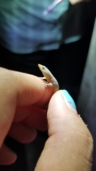 Sphaerodactylus lineolatus