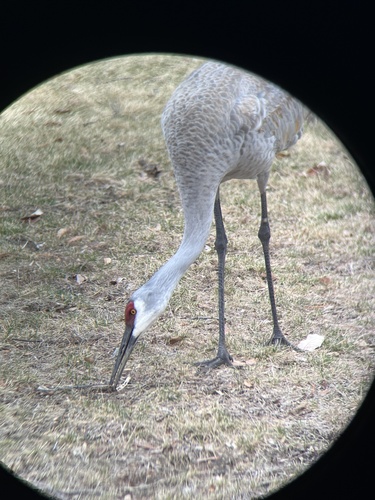 Sandhill Crane photographed in New York