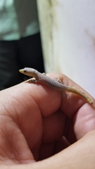 Sphaerodactylus lineolatus