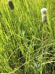 Dalea candida candida