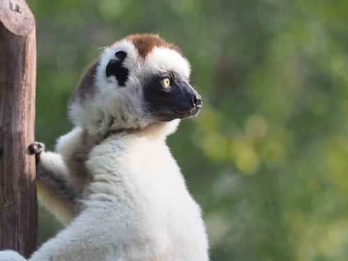 Verreaux's Sifaka