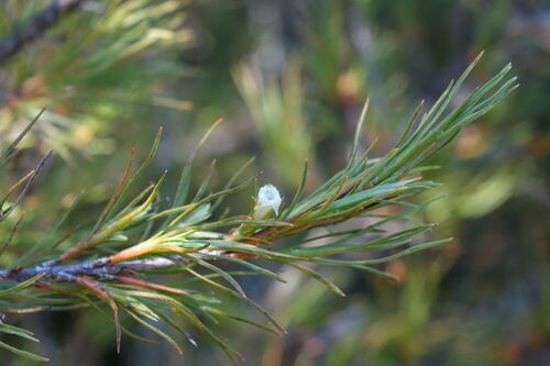 Dracophyllum uniflorum observed 2025-03-16