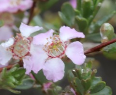 Leptospermum nitens