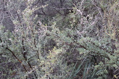 Leptospermum nitens