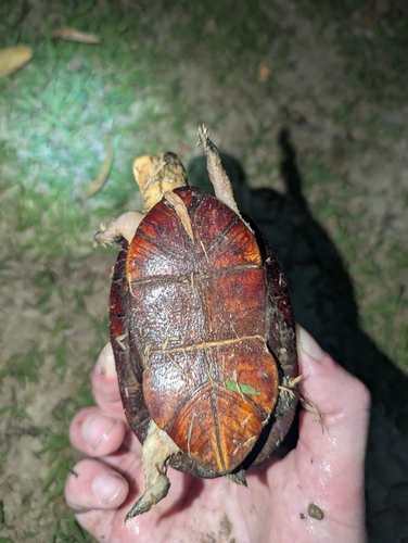 White-lipped Mud Turtle